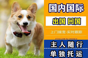 永川区宠物托运公司永川区宠物托运公司永川区宠物托运公司